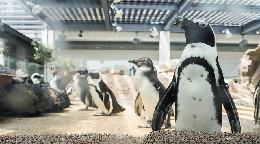 京都水族館